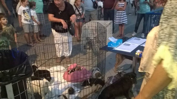 11870925_379329462266913_8429216785268792134_n