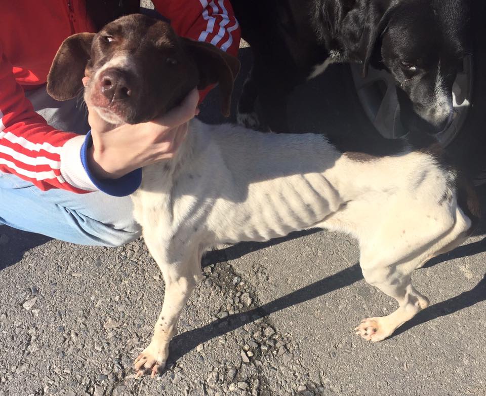 12508943_10206834593597419_5182910285656953331_n