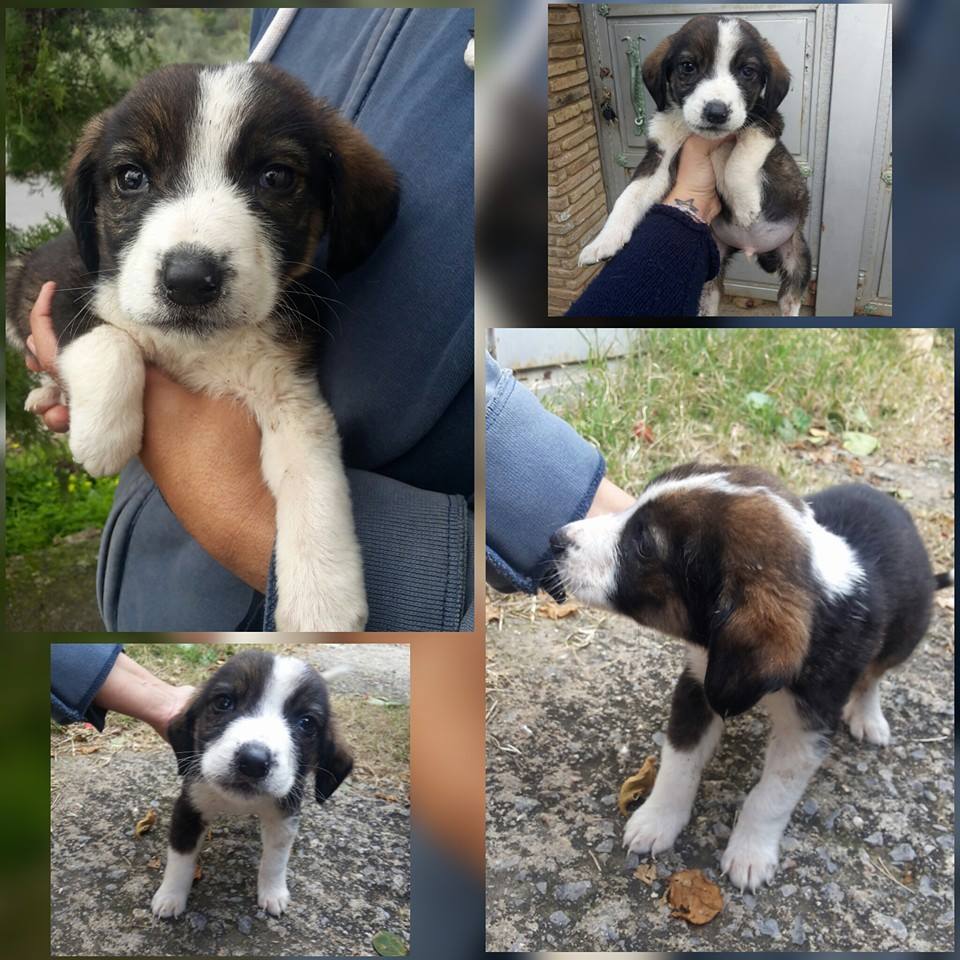 12524058_493880814128279_113394777684874690_n