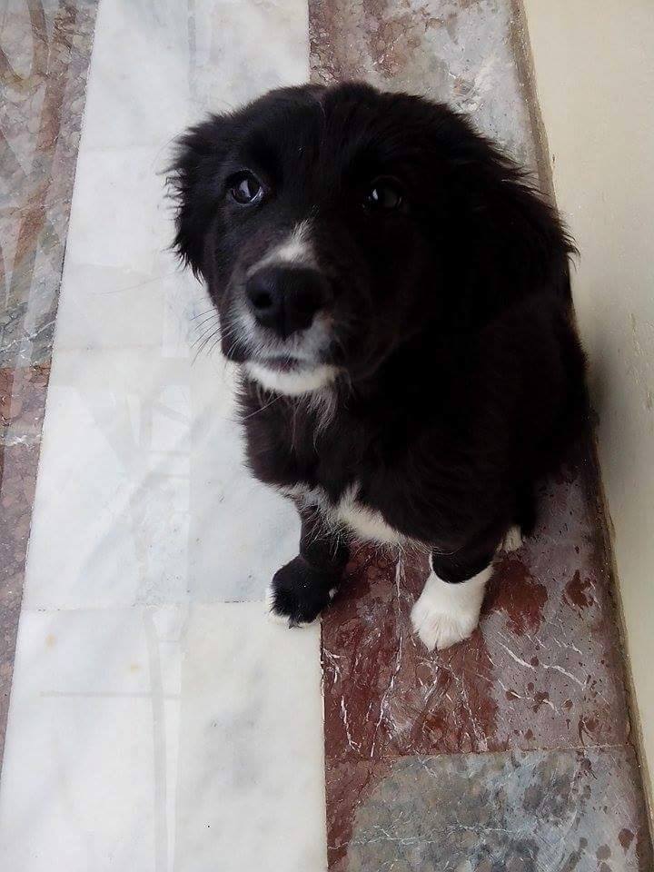 12592214_494040990778928_3216738567321604070_n