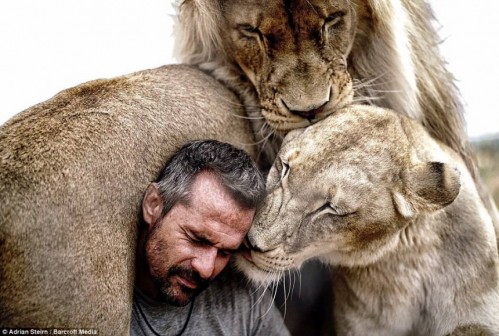 lions