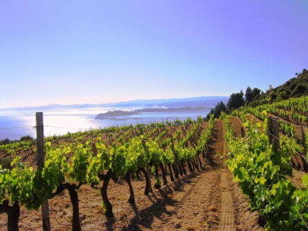 WEINBERG-MIT-BLICK-AUF-AMOULIANI1